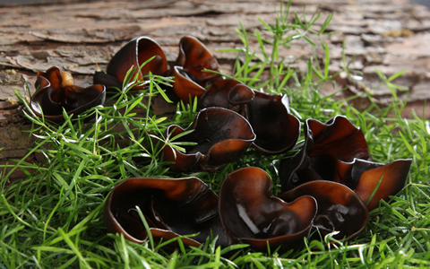 「木耳」木耳快速泡發(fā)的方法廣州絲襪會(huì)所介紹給大家