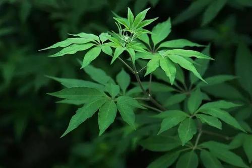 SGݡSGݲȹЧVݽzmԔ˽