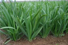 「食療養(yǎng)生」男性食療養(yǎng)生可以常吃三種男人