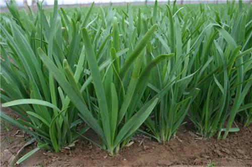 男性食療養(yǎng)生可以常吃三種男人菜