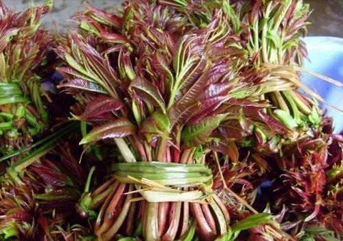 合理利用蔬菜來(lái)養(yǎng)生 收獲春季好身體